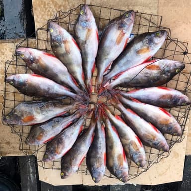 Perch, Asp — Lake Hiawassee, Aug 18, 2021