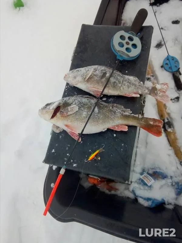 Perch — Nizhnekamskoye, Feb 13, 2019