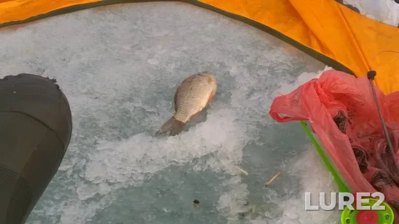 Crucian carp — Kamelik, Feb 26, 2017