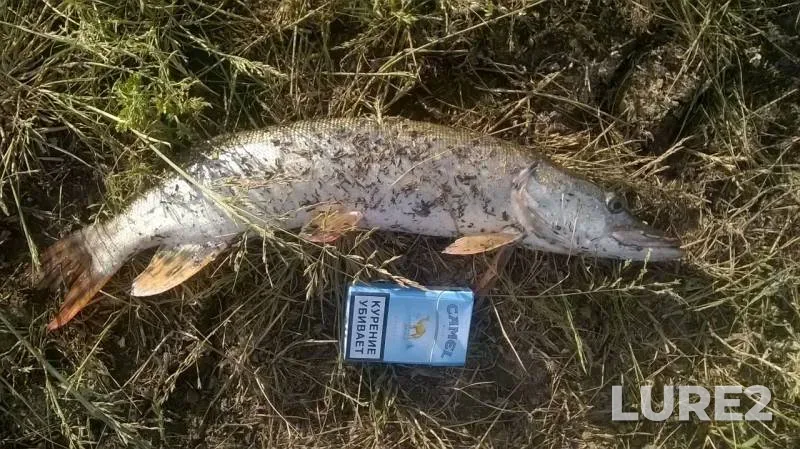 Pike — Durnaya, Jun 24, 2017