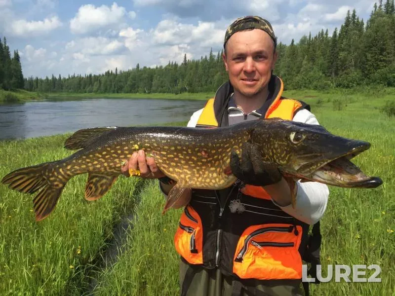 Pike — Kosma, Jul 02, 2017