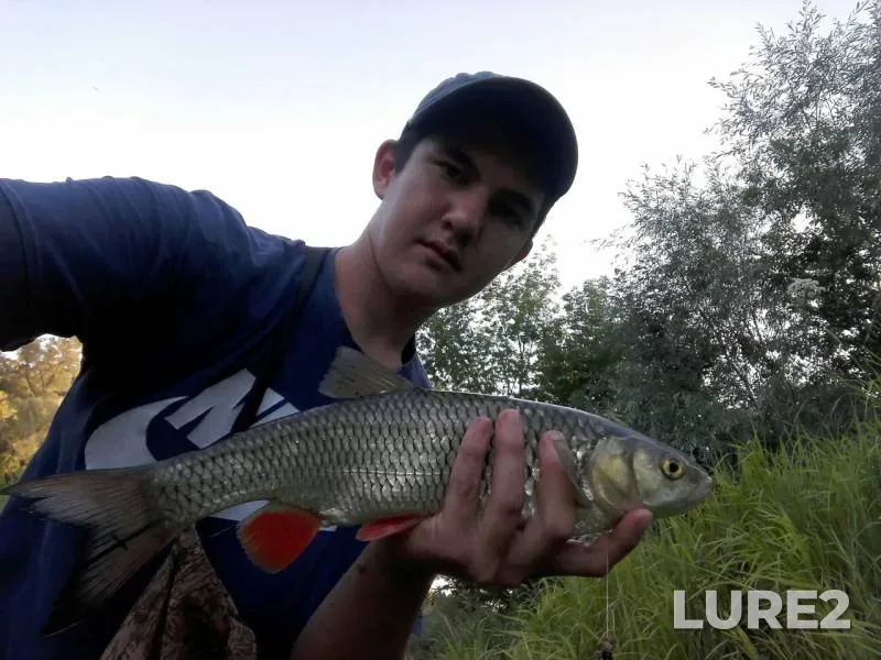 Chub — Sakmara, Aug 06, 2017