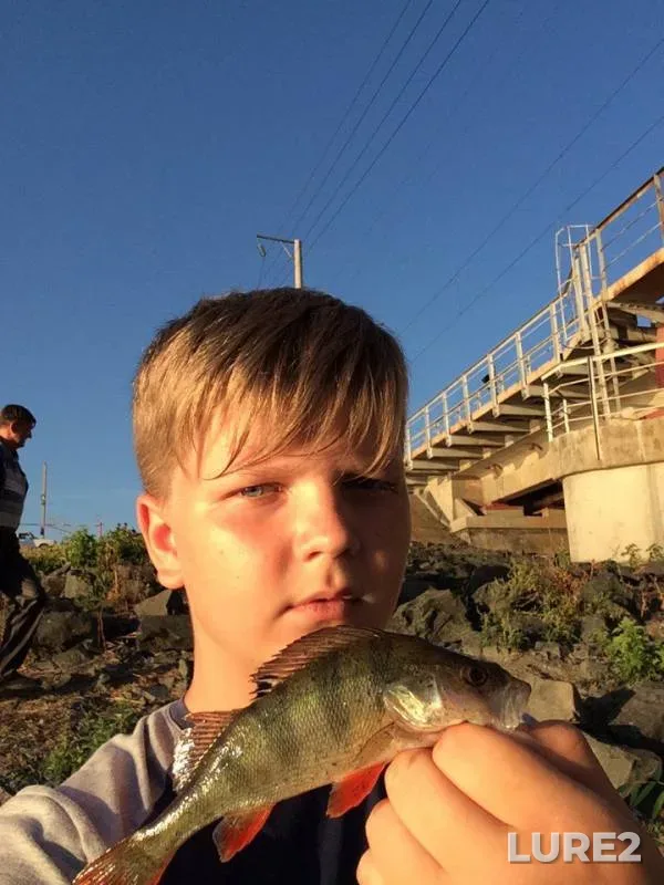 Perch — Syzranka, Aug 10, 2017