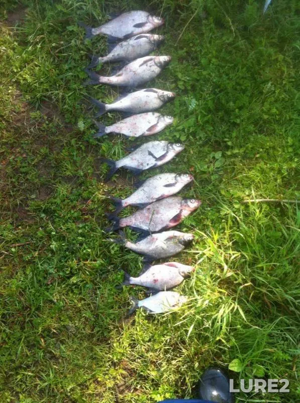 Bream, Pike — Polist, Aug 12, 2017