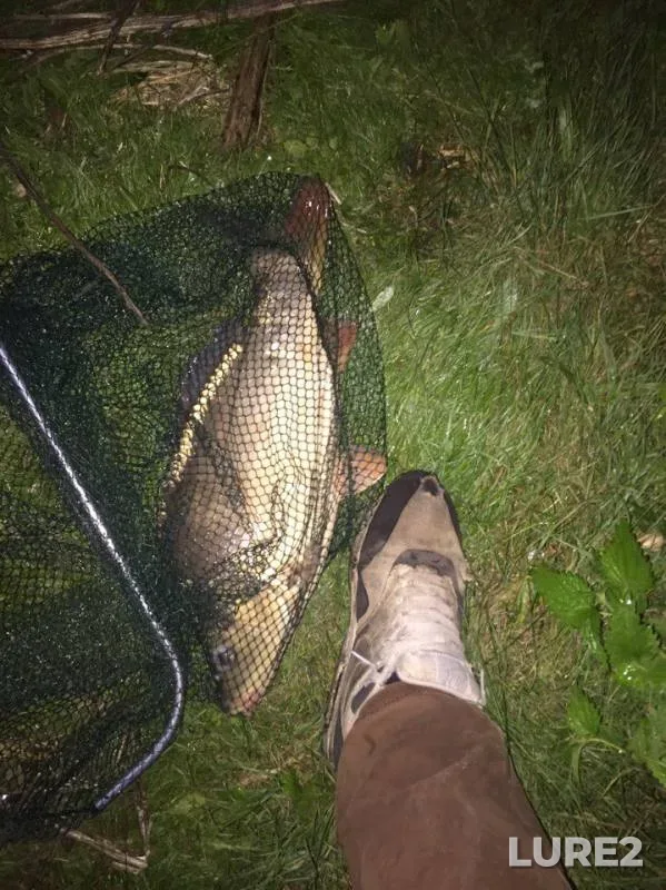 Carp — Chernyakhovskoye, Aug 26, 2017