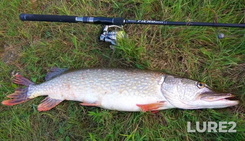 Pike — Oka, Sep 01, 2017