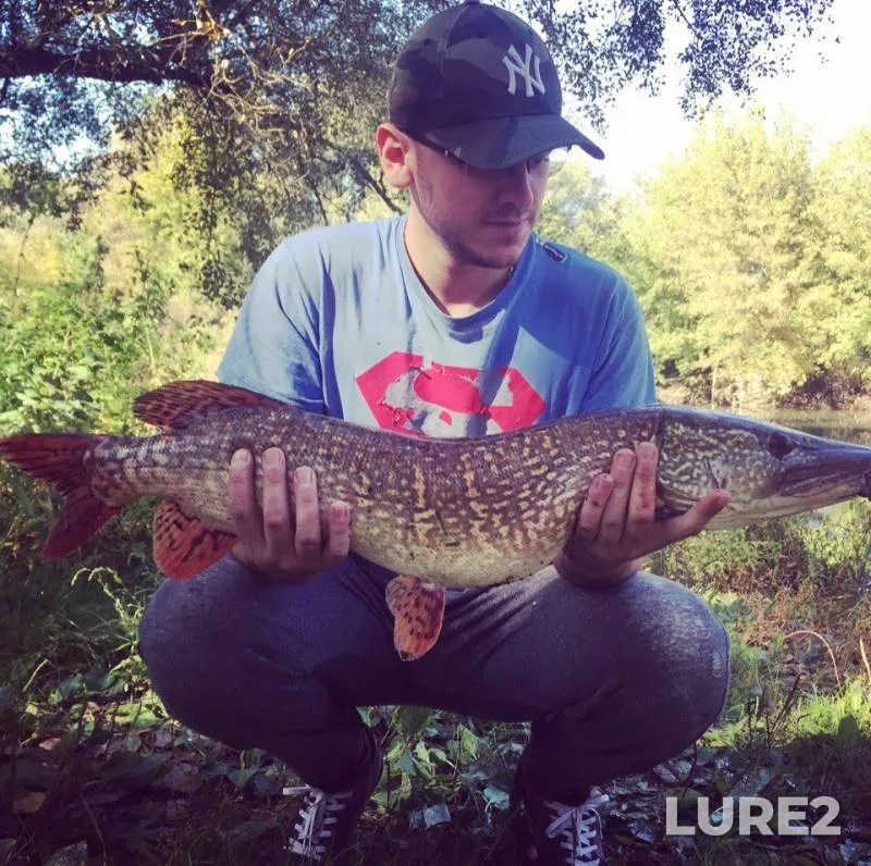 Pike — Zakarpatska oblast, Sep 28, 2017