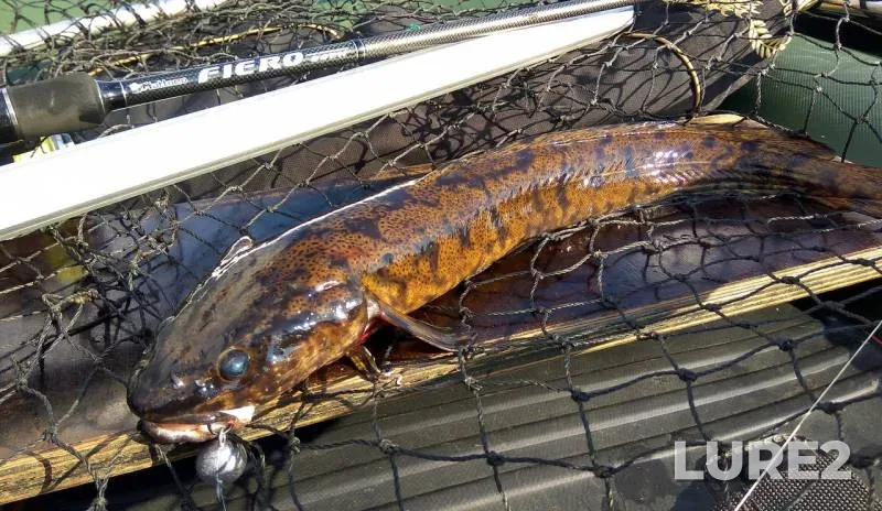 Burbot — Oka, Oct 07, 2017
