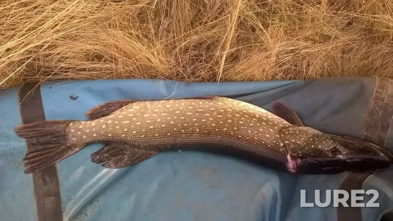 Pike — Saratovskaya oblast, Oct 16, 2017