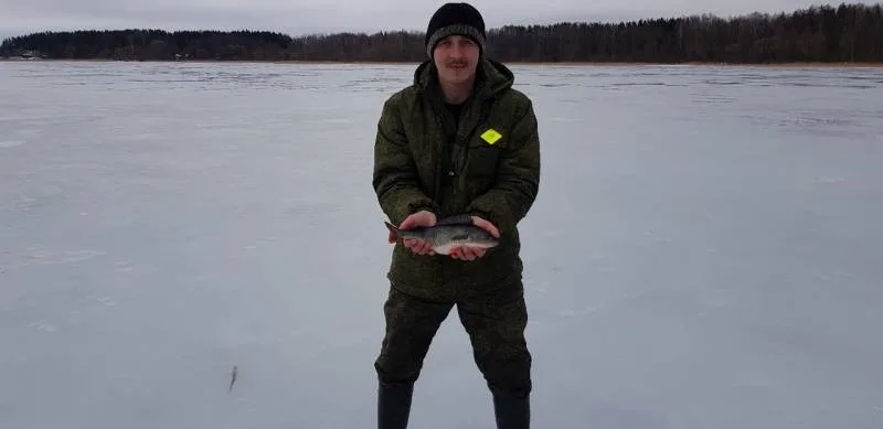 Окунь, Щука
