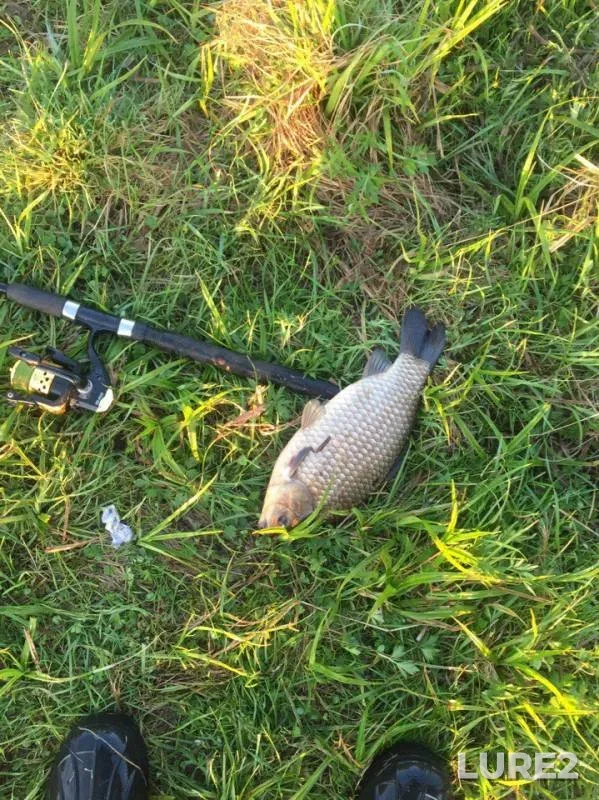 Crucian carp — Vesnyanka, May 09, 2018