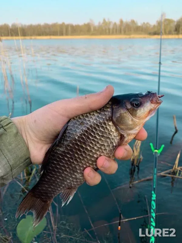 Crucian carp — Solonets, Apr 26, 2019
