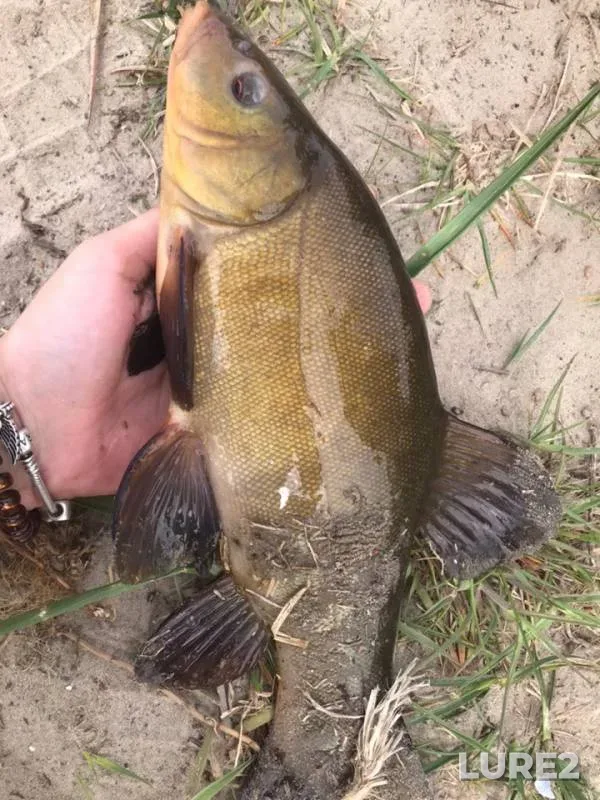 Bream, Roach — Mukhavets, Apr 30, 2019