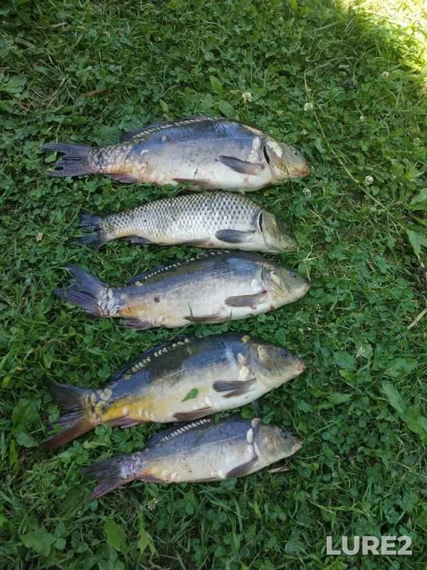 Carp — Lukovaya, Jul 04, 2019