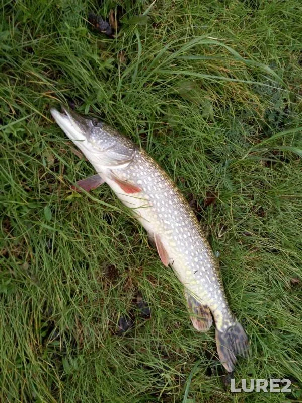 Pike — Svisloch, Sep 30, 2019