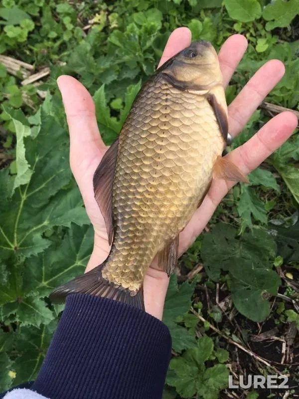 Crucian carp — Tulskaya oblast, May 11, 2019