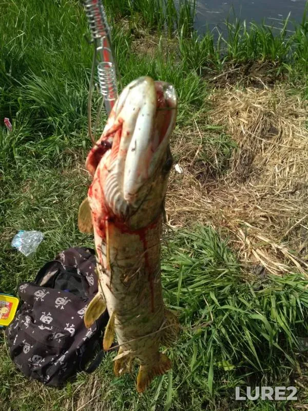Pike — Ingulets, May 06, 2018