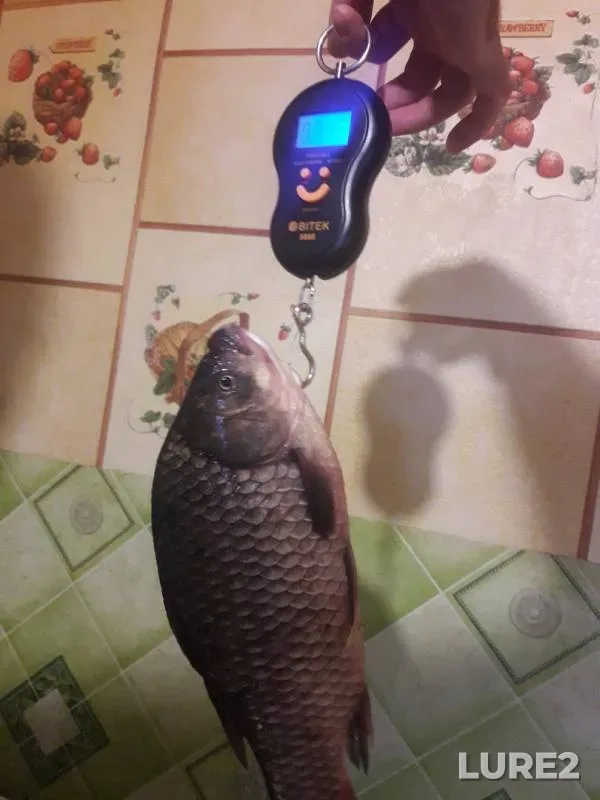 Crucian carp — Ingulets, Jun 25, 2018