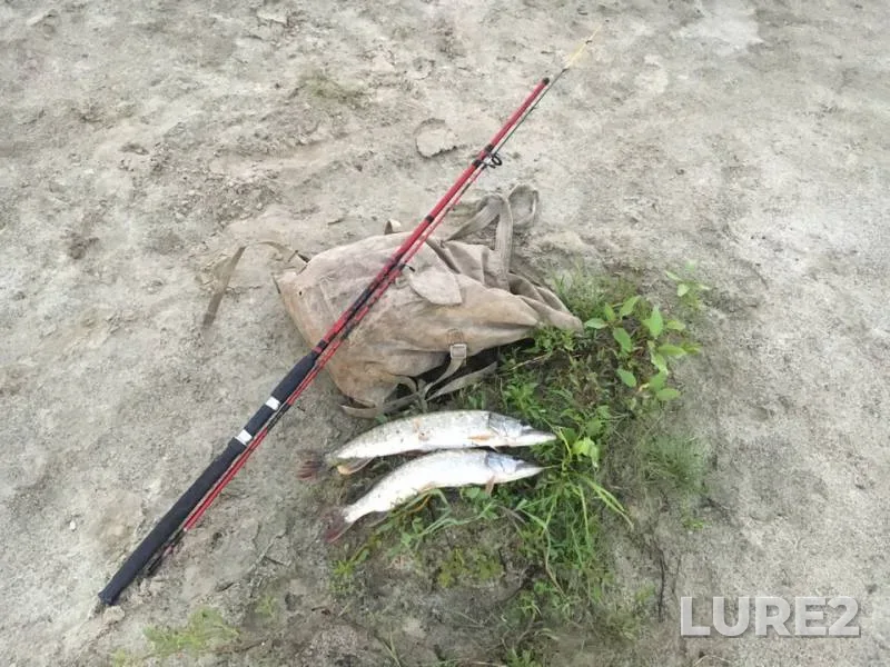 Pike — Brestskaya oblast, Stolinskiy rayon, Jun 20, 2018