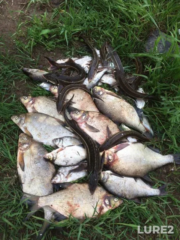 Bream — Vychegda, Jul 16, 2018
