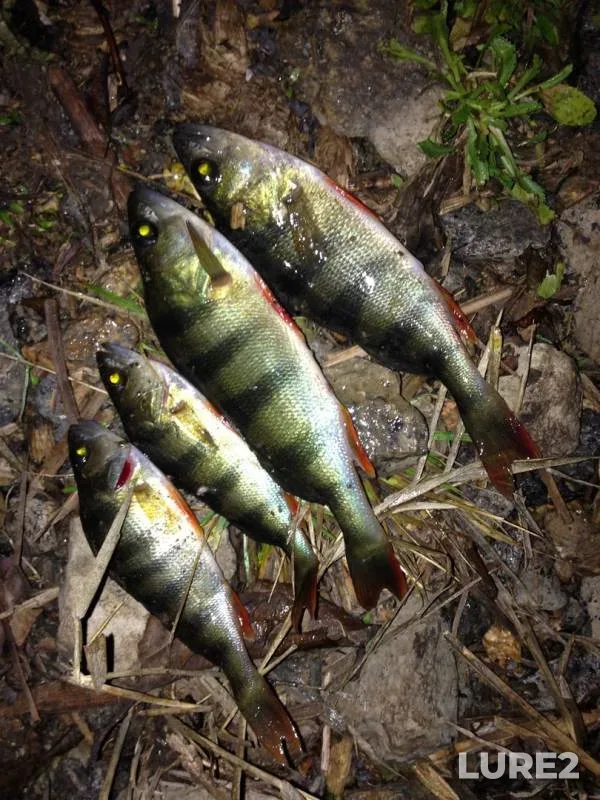Perch — Arbuzinka, Dec 09, 2017
