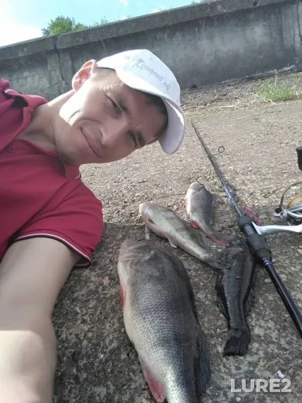 Perch — Cheboksarskiy zaliv, Jun 08, 2018