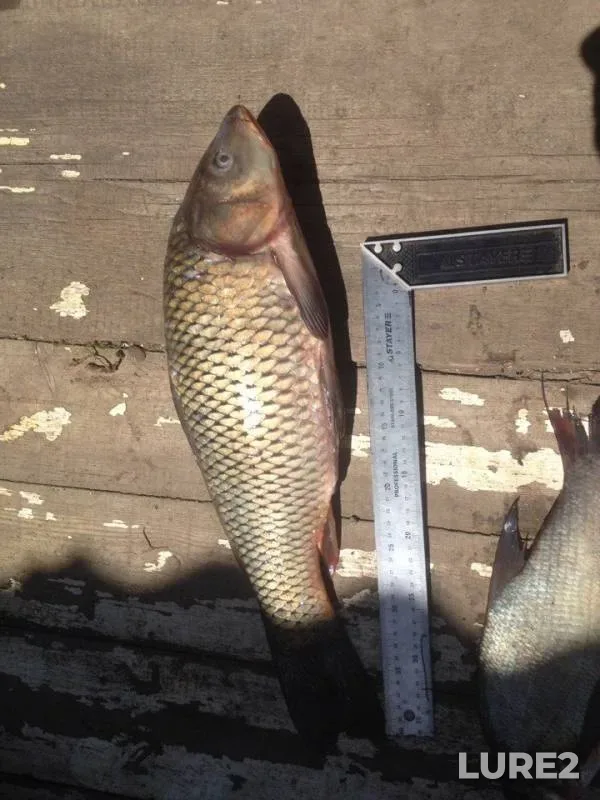 Bream, Carp — Irkutskaya oblast, Jun 05, 2018