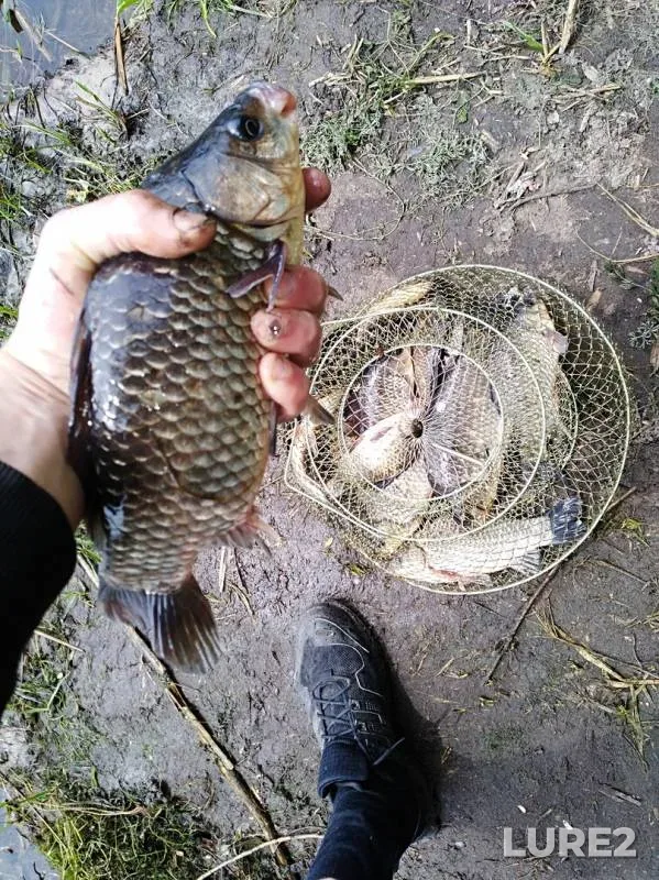 Crucian carp — Dnepr, May 31, 2018