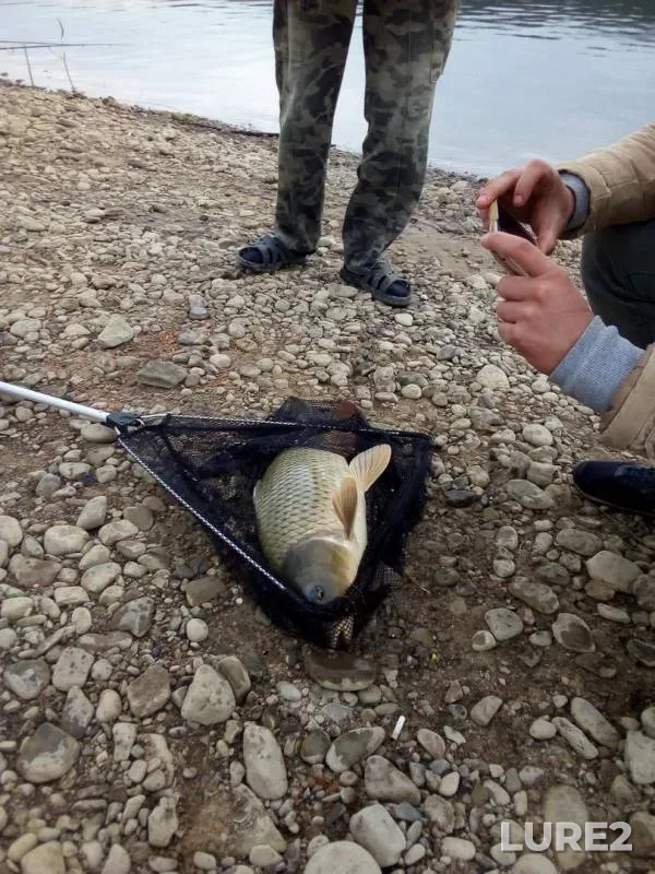 Carp — Dnestr, May 14, 2018