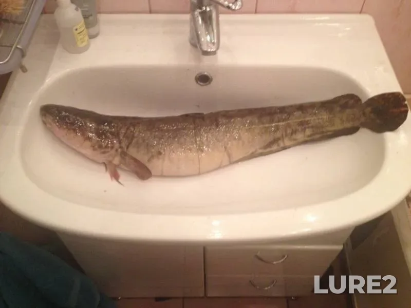 Burbot — Yenisey, Aug 19, 2018