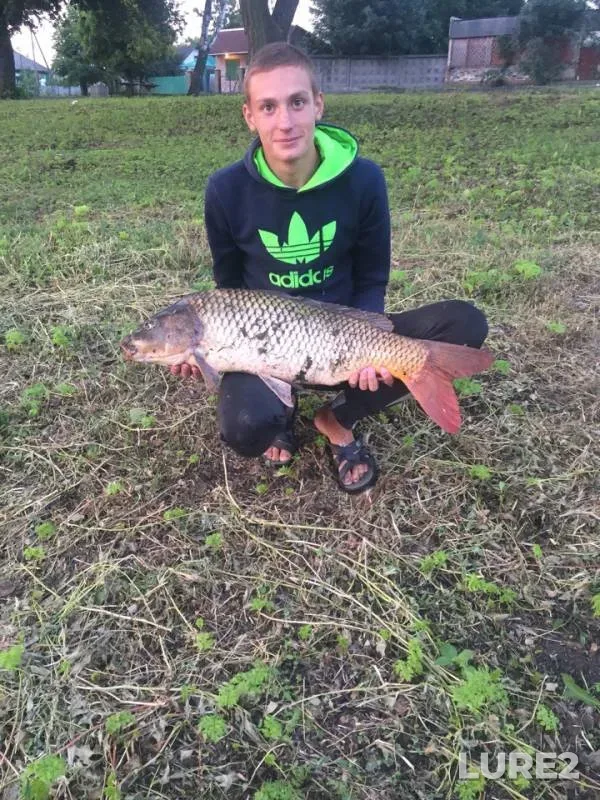 Carp — Kіrovogradska oblast, Novoukraїnskiy rayon, Aug 07, 2018