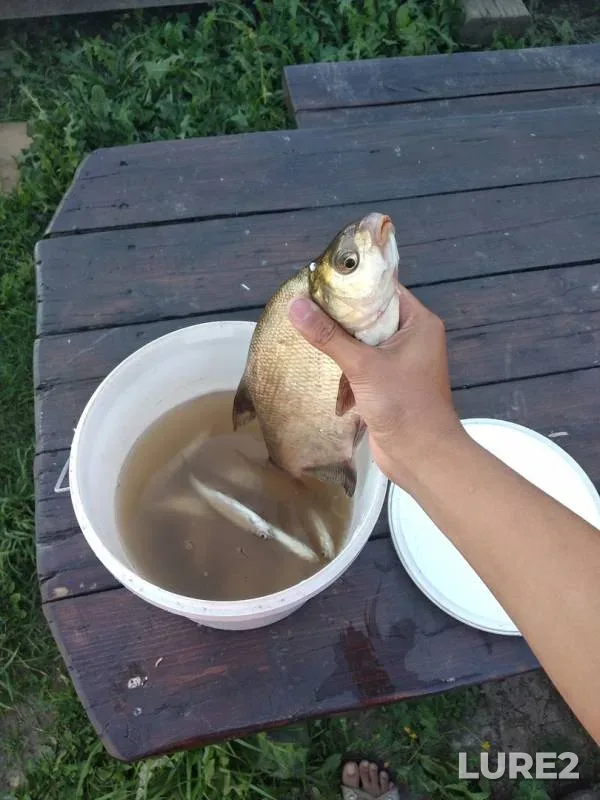 Bream — Severka, Aug 06, 2018
