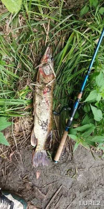 Pike — Kiїvska oblast, Jul 25, 2018