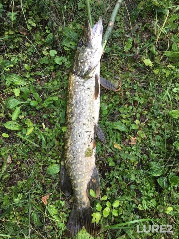 Pike — Tokay, Jul 22, 2018