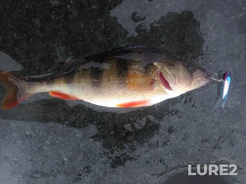 Perch — Arbuzinka, Feb 03, 2018