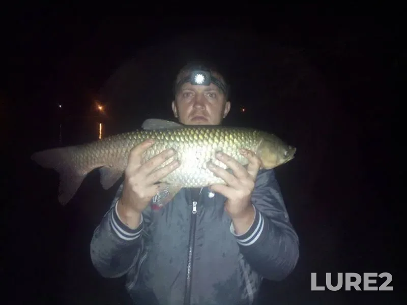 Grass carp — Khmelnitska oblast, Jul 22, 2018