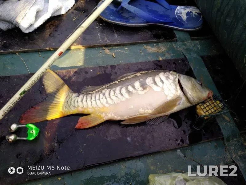 Carp — Odeska oblast, Aug 18, 2018