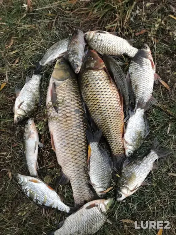 Carp, Crucian carp — Almatinskaya oblast, Oct 08, 2018