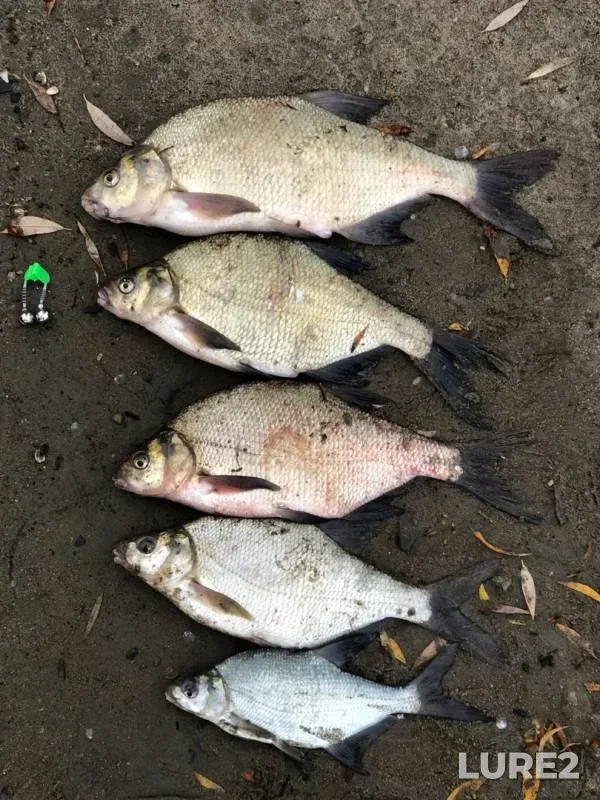 Bream — Novosibirskaya oblast, Sep 25, 2018
