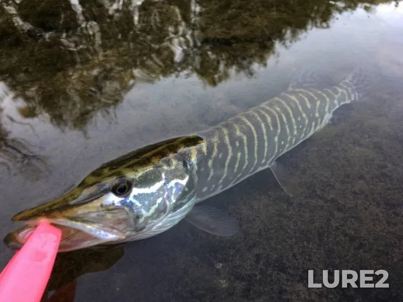 Pike — Olym, Sep 22, 2018
