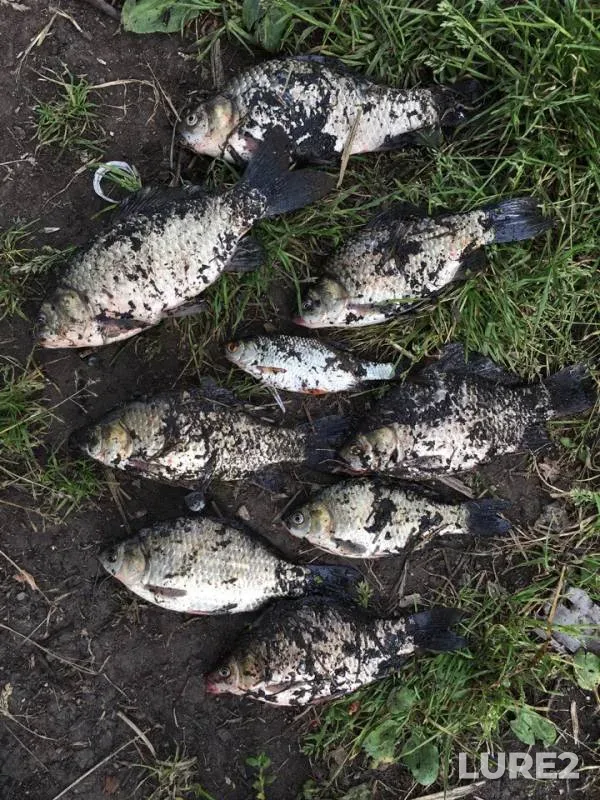 Crucian carp — Klyazma, Sep 23, 2018