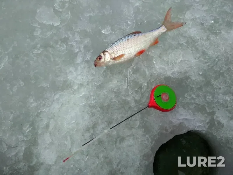 Perch, Roach — Psyol, Feb 04, 2018