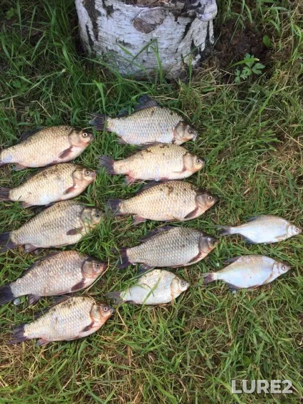 Crucian carp, White bream — Solonka, Sep 17, 2018