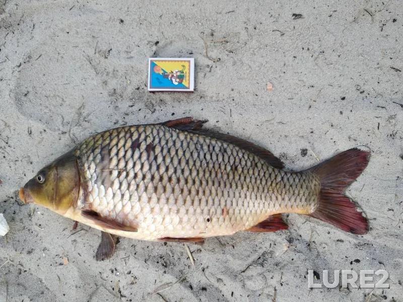 Carp — Kamenskoye, Aug 29, 2018
