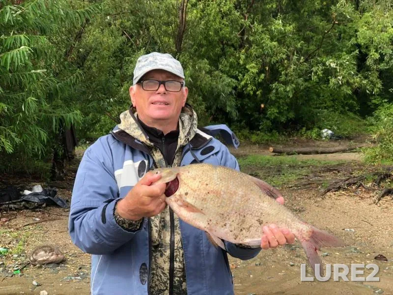Bream — Novosibirskaya oblast, Aug 28, 2018