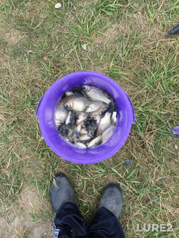 Crucian carp — Poksh-Syalme, Aug 23, 2018