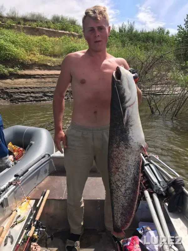 Wels catfish — Akhtuba, Aug 21, 2018