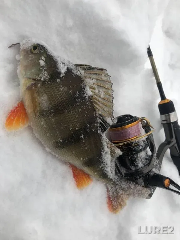 Perch — Moskva, Jan 28, 2019