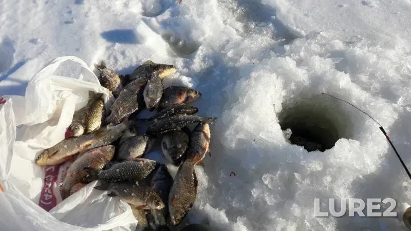 Crucian carp — Pronya, Jan 19, 2019
