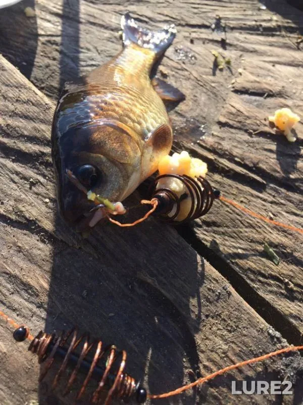Crucian carp — Oskol / Oskіl, Jan 07, 2019